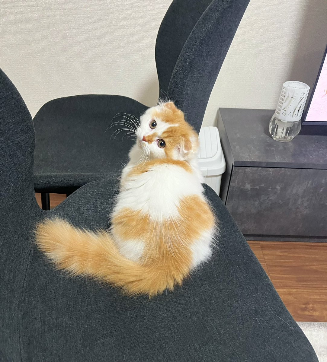 うちの猫はおしりに大きなミッキーを背負ってる