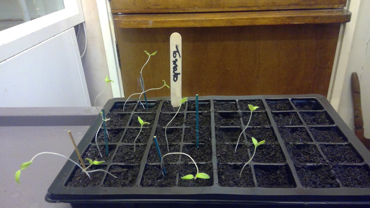 Mr Connor’s Plant Club continues to grow from strength to strength. The students have started growing tomatoes and peppers from seeds as well as Mother of Thousands plants. They are excited to soon plant them outdoors in the school ‘garden’! <a href="/HarperGreen/">Harper Green School</a>