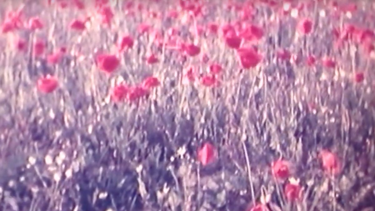 As the church bell sounded the last deep toll of the eleven, the wet, mizzling rain suddenly stopped and in the silence, a blackbird began to sing in the apple orchard by the memorial. Standing in his old great coat, still flecked with mud, the Doctor remembered another little