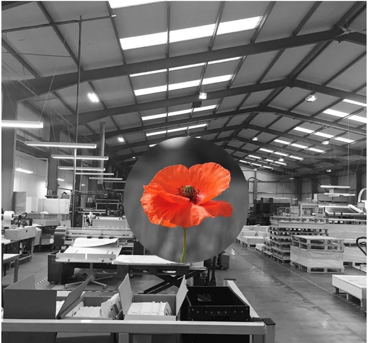 Remembrance Day - we will remember them.