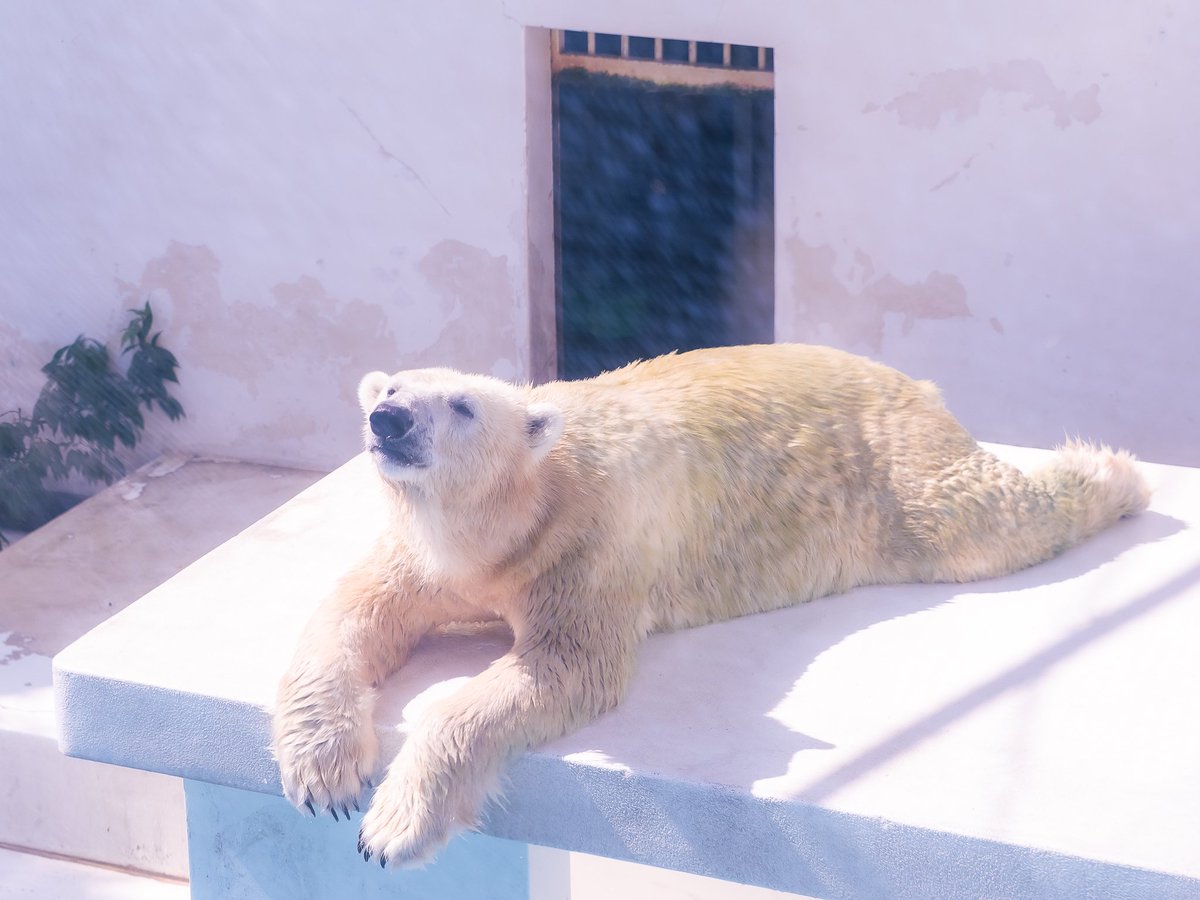 maeyama2022's tweet image. まったりマルル

#マルル
#ホッキョクグマ
#polarbear 
#熊本市動植物園
