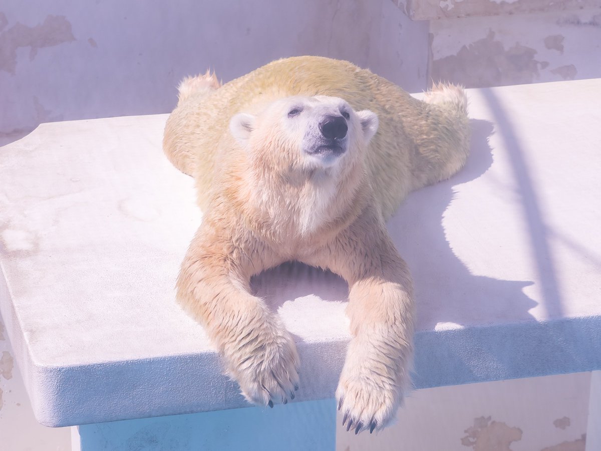 maeyama2022's tweet image. まったりマルル

#マルル
#ホッキョクグマ
#polarbear 
#熊本市動植物園
