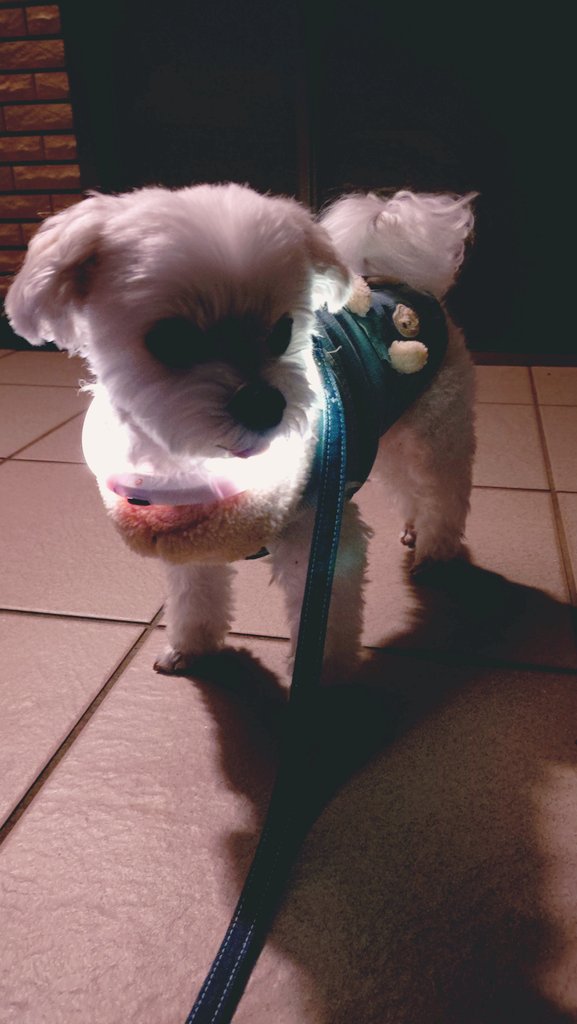 にこまる (@6yQgZFNMNk76215) / Posts / X