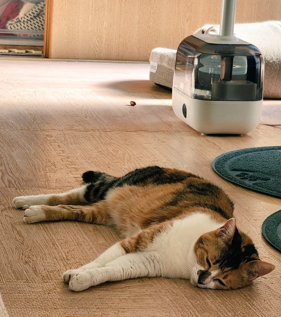 mogu_pero2's tweet image. 伸びてる🤭奥に落ちてるのはどんぐり  #保護猫  #猫のいる暮らし