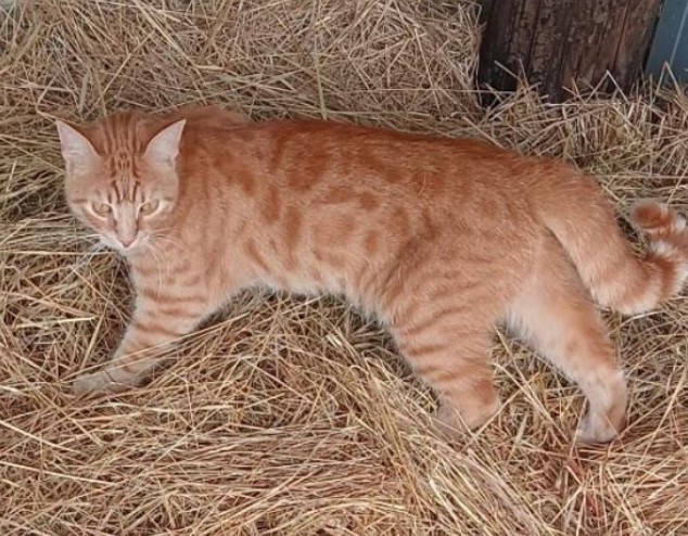 11.11.25 Perdu chat roux à Saint Afrique (En Penariès). "Simba". Contact ici : app.petalertfrance.com/pet/3474966?fb… #Tarn