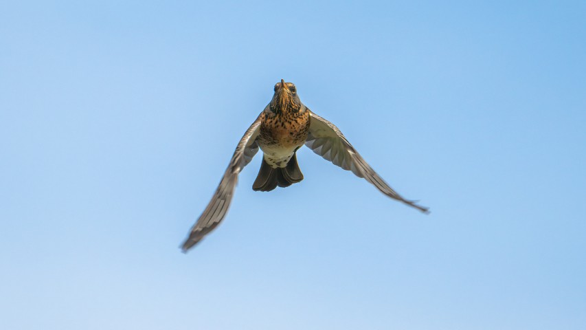 🪶 Birds at Sculthorpe Moor this week! 🪶 Enjoy Red Kites, Fieldfares, flocks of finches, and more! 📍 Sculthorpe Moor Nature Reserve 📸 Photos by Andy Thompson #Birdwatching #SculthorpeMoor #NorfolkWildlife #RedKite #Fieldfare #NaturePhotography #WildlifeUK #AutumnBirds