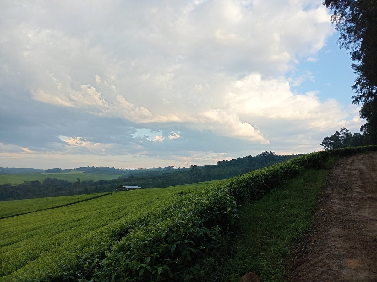 Bling_blurr's tweet photo. Such evening walks reset the soul. https://t.co/pH74DqXung