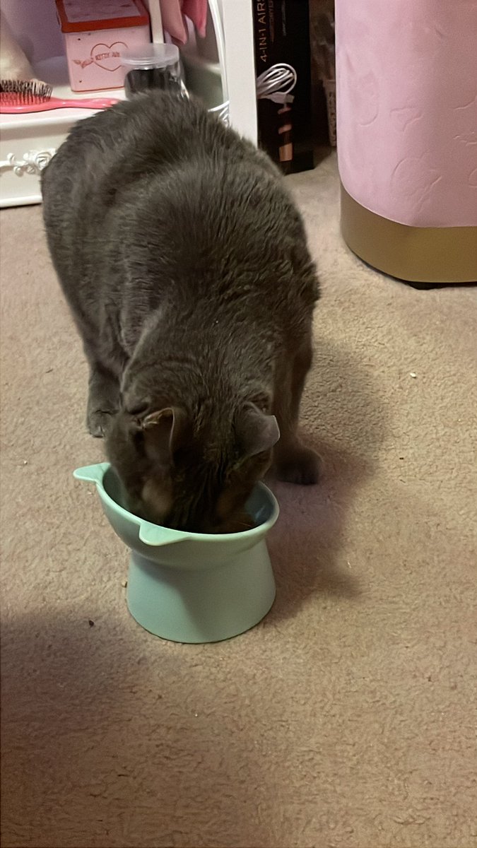 RosePetallia's tweet image. I have breakfast on the floor w my boy sometimes.