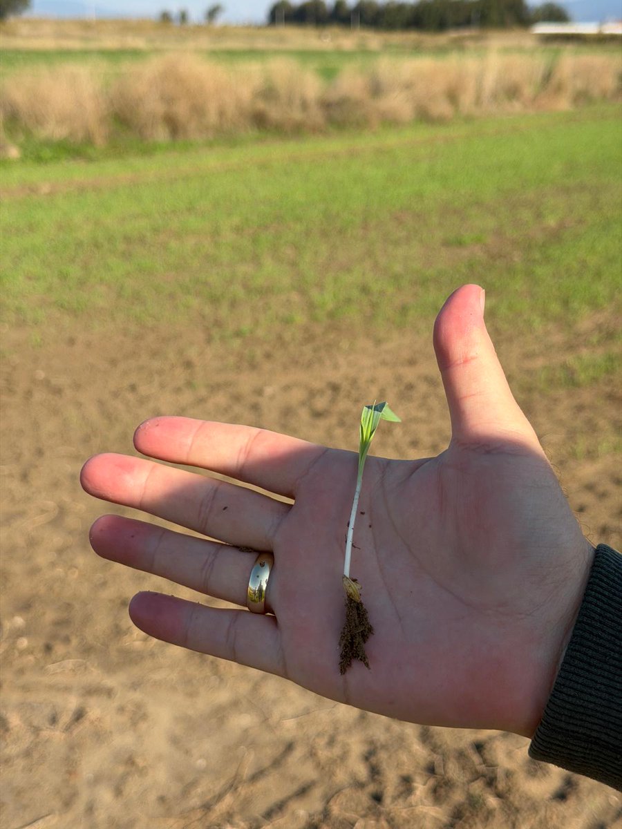 İlçemiz genelinde bu yıl yaklaşık 55 bin dekar alanda hububat ekilişi yapılması öngörülmüştür.
Müdürlüğümüz  tarafından yürütülen fenolojik gözlemler kapsamında, hububatta gelişim evreleri düzenli olarak takip edilmektedir. <a href="/MstafaSahin44/">Mustafa ŞAHİN</a>
<a href="/fatihcicek33/">fatihcicek33</a>
<a href="/TCTarim/">T.C. Tarım ve Orman Bakanlığı</a>
<a href="/izmirtarim/">İzmir Tarım ve Orman İl Müdürlüğü</a>