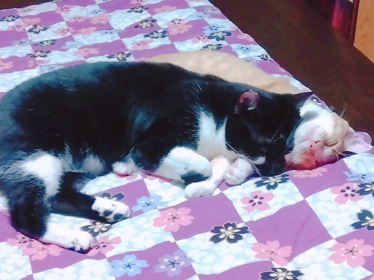 mof_u3u_s2's tweet image. 「ダメ」がまだ分からないバブ組みは何度も同じイタズラを繰り返し更にヒートアップし初めてメイドから静かな雷を落とされるもリビングで大爆睡🙂だよねー 笑

※静かな雷(反省するまでお部屋には入れません!!😤)

 #猫好きさんと繋がりたい #猫がいる暮らし #猫がいる幸せ #だんご #宝月 #反省とは