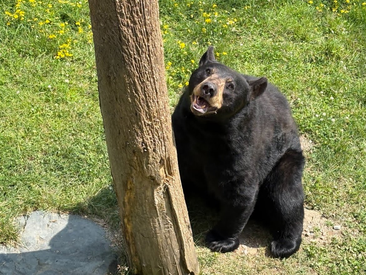 DailyBearPosts's tweet image. This dude definitely commits tax fraud