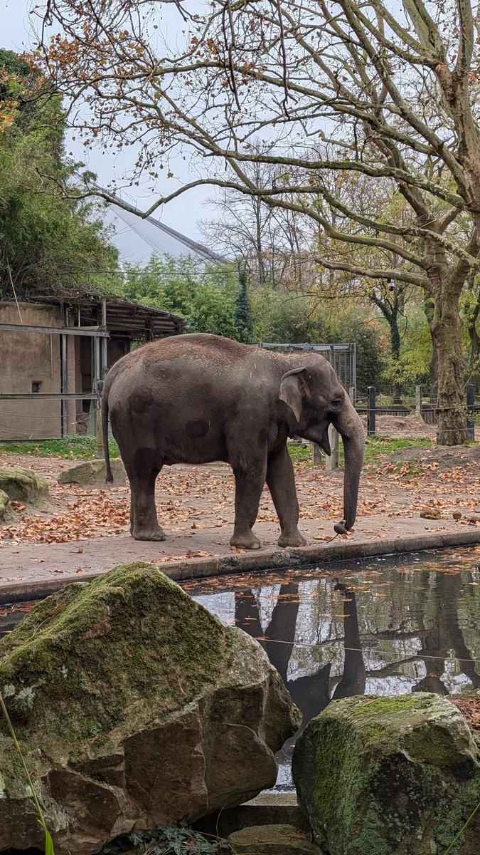 00Sev's tweet photo. Cross the Erasmusbrug Bridge, hop on the Metro from Leuvehaven to Blijdorp (tap in, tap out, route E to Den Haag) then a 20 min walk Rotterdam Zoo. Cold and grey. https://t.co/WpIRG5IKau