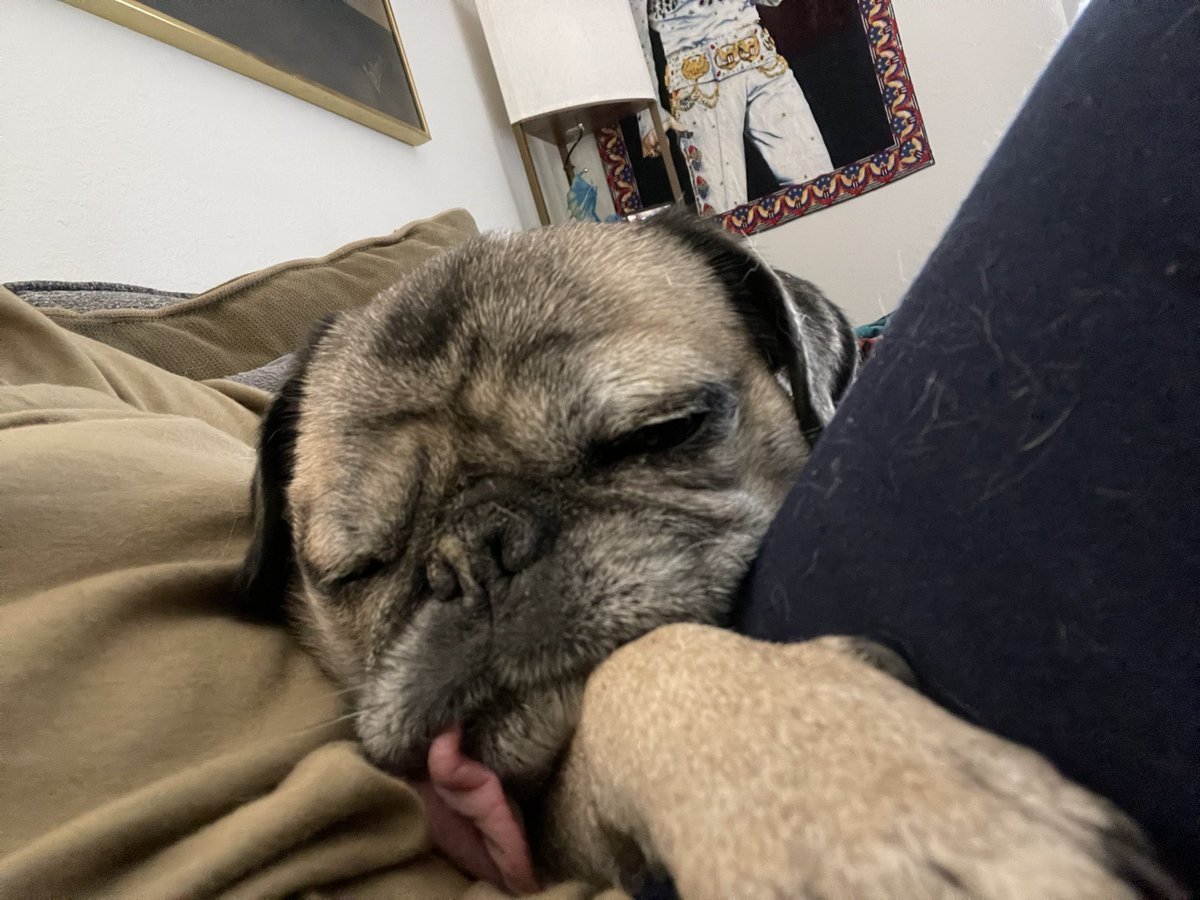 BeckiNette's tweet image. Snoozy tongue out Tuesday
#ToT
#TongueOutTuesday
#PugsOfTwitter
#DogsOfTwitter