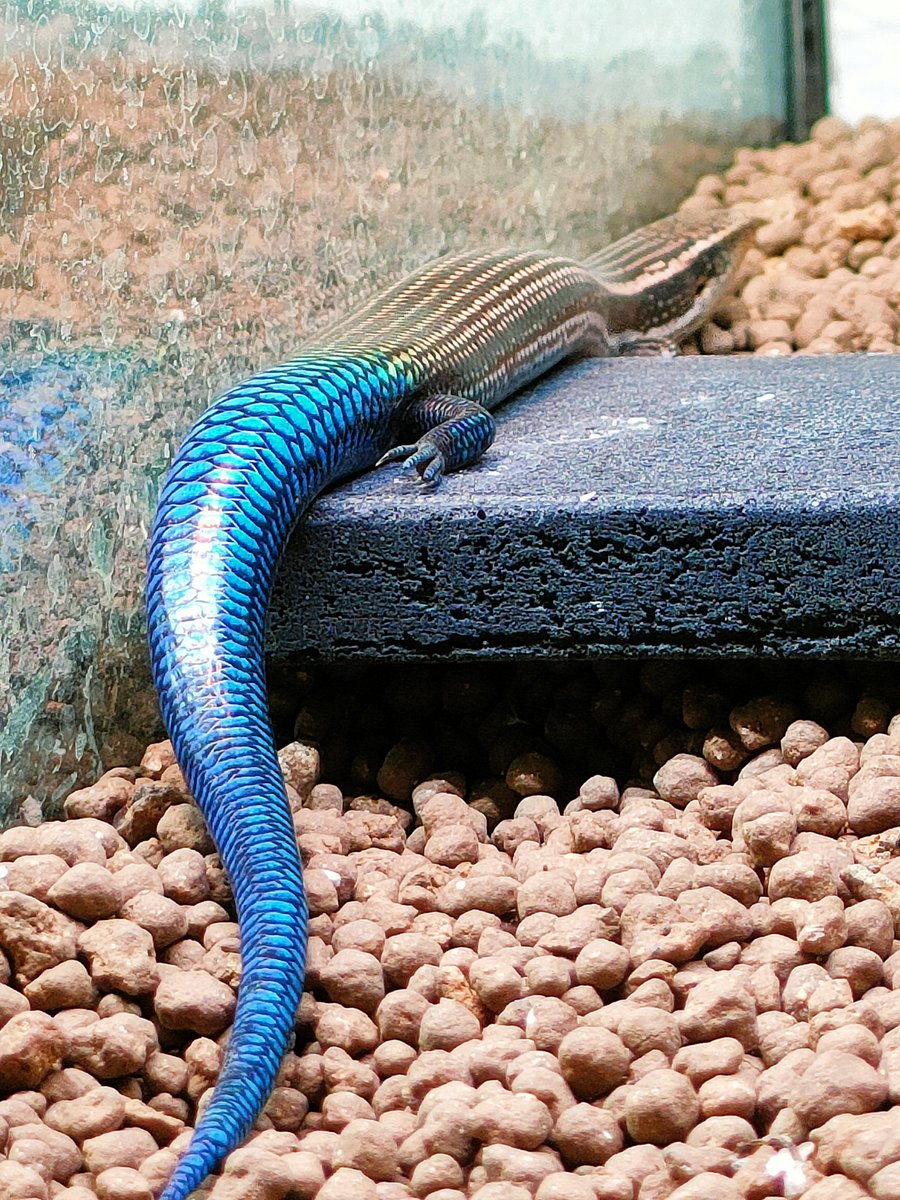 グランカナリアカラカネトカゲ ぐでーんな青い宝石