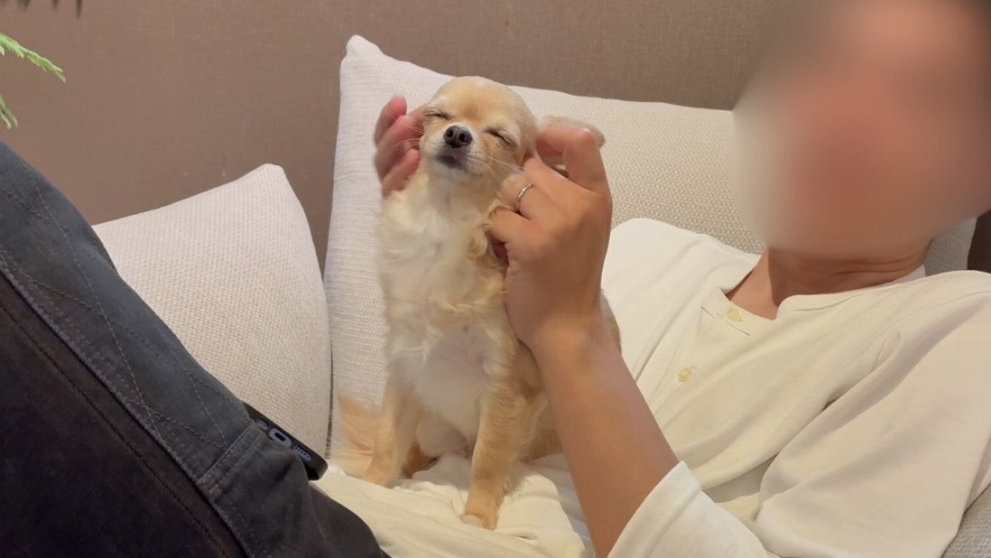 パパ大好きアカウント (@papa_love_dog) on Twitter photo 