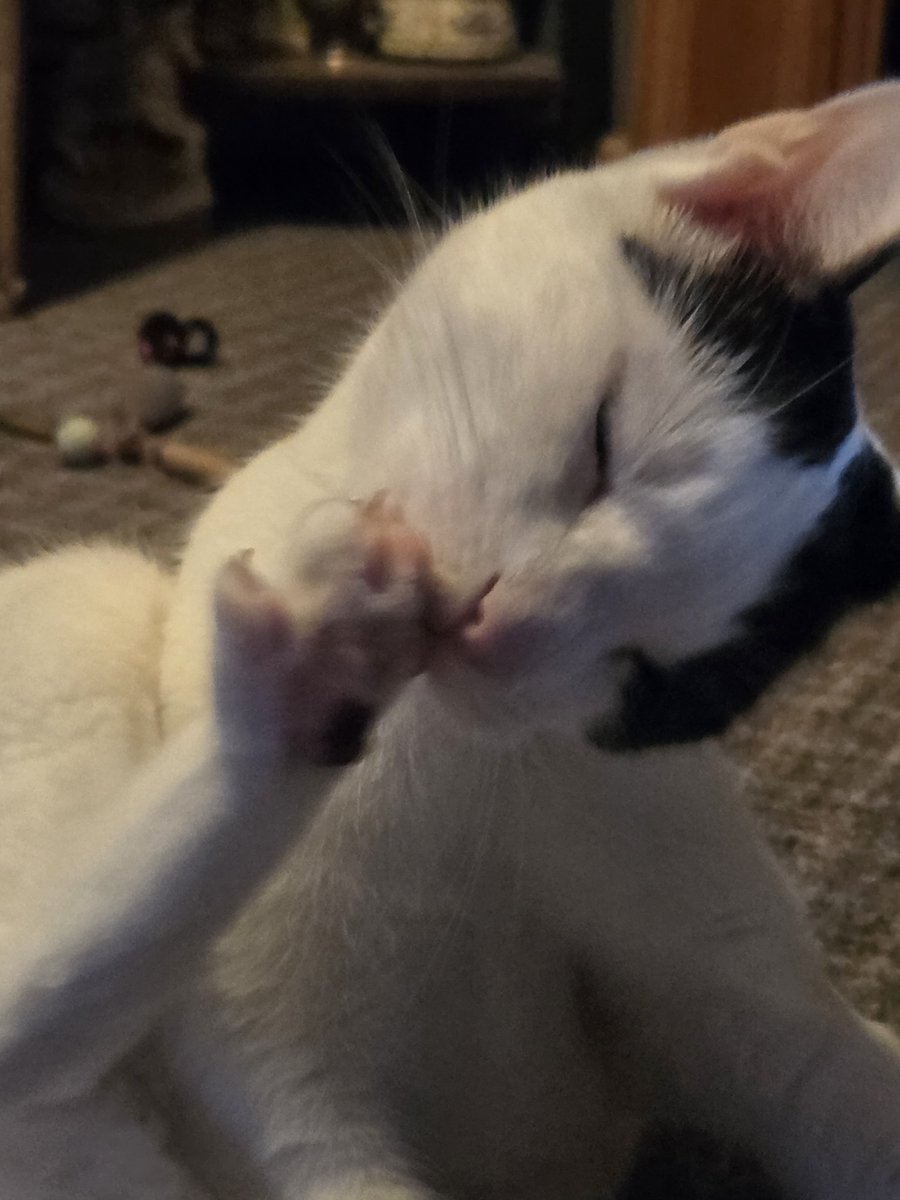 TheSprinklesCat's tweet photo. Meowmy caught me washing my toes + nails this morning. Hope mew have a purrfect #TongueOutTuesday, plus a little #ToesOutTuesday! #cowcat #CatsOfTwitterX #AdoptDontShop #StaySafeFurrends https://t.co/WX8XyQFpMv