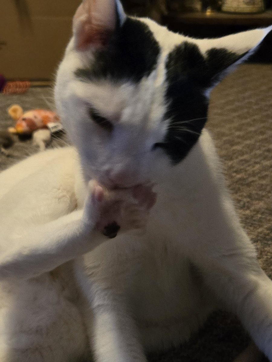 TheSprinklesCat's tweet photo. Meowmy caught me washing my toes + nails this morning. Hope mew have a purrfect #TongueOutTuesday, plus a little #ToesOutTuesday! #cowcat #CatsOfTwitterX #AdoptDontShop #StaySafeFurrends https://t.co/WX8XyQFpMv