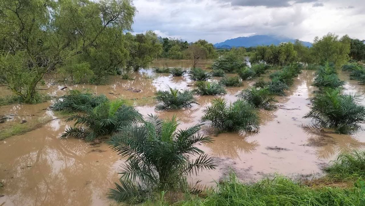 ReporteTab's tweet image. Amanece #Tacotalpa con ríos al borde de su nivel. Las intensas lluvias del Frente Frío No. 13 provocaron incrementos en el Río Oxolotán, mientras que en el Río Puxcatán se ha comenzado a desbordar por las zonas más bajas. El Río Amatán en la mira también.

#RT #Tabasco
