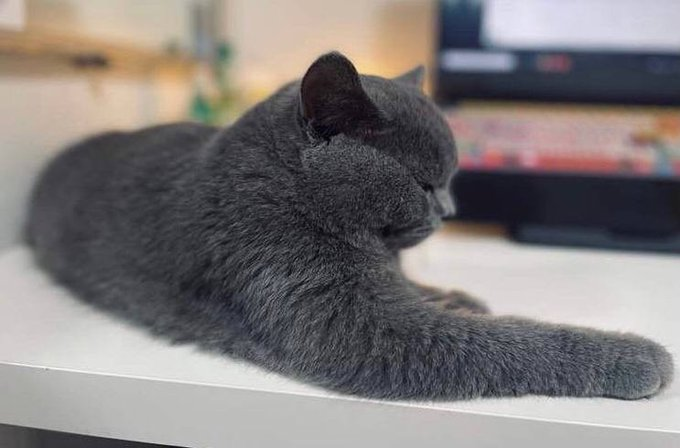Nehaid23's tweet photo. 我家傻猫生气了🤪📷 https://t.co/4cPrXNPHgY