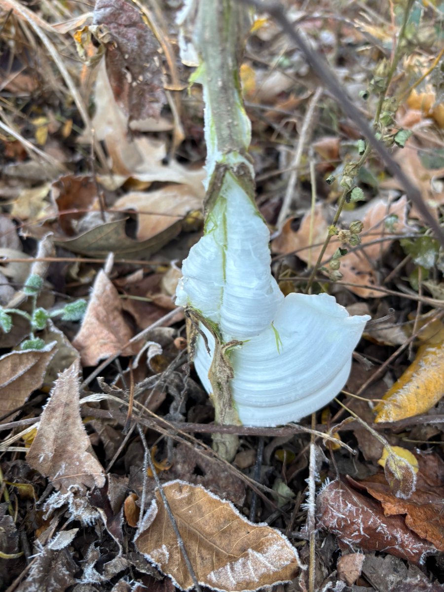jpbeano's tweet photo. Frost Flowers!! ⁦@ryanvaughan⁩ https://t.co/6jnObqQHTY