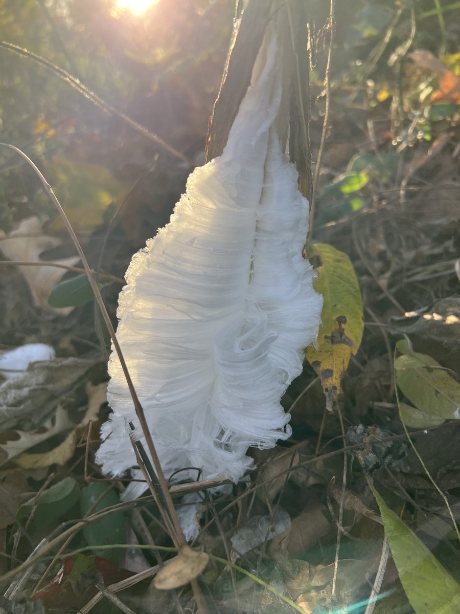Frost Flowers!! ⁦<a href="/ryanvaughan/">Ryan Vaughan</a>⁩