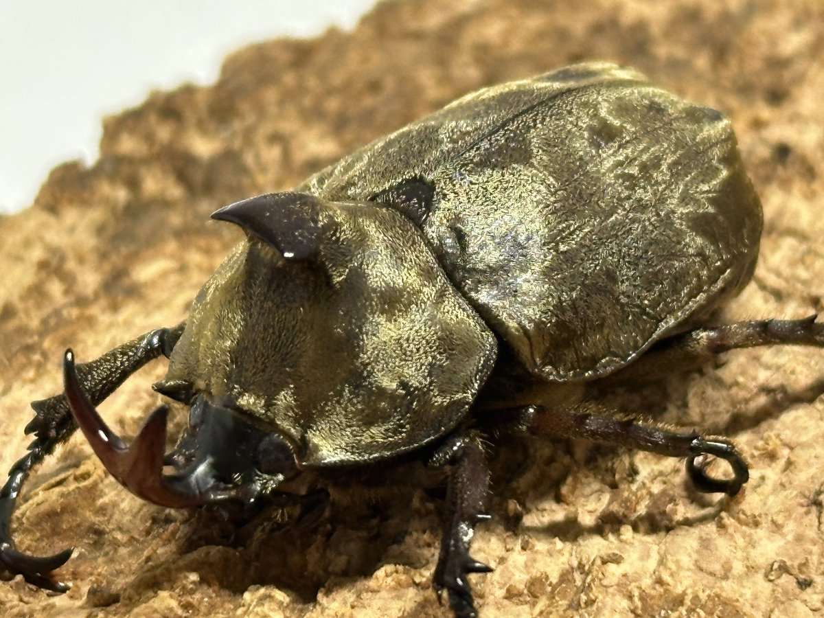 むしやどんぐり on X