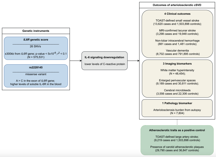 MariosGeorgakis's tweet photo. I often post about how human genetics strongly support IL-6 signaling as a drug target for atherosclerotic cardiovascular disease.
But not all vascular pathologies share the same biology.
In our new work, we tested whether IL-6 inhibition impacts cerebral small vessel disease. https://t.co/x1t8oAYuZo