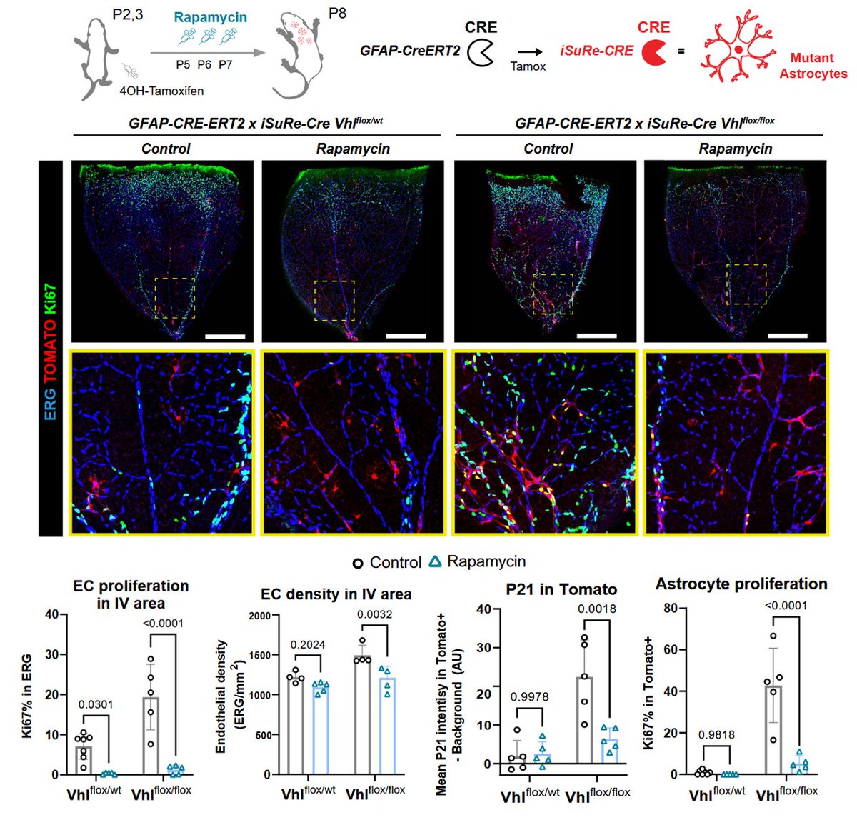 Macarena de Andrés tweet media