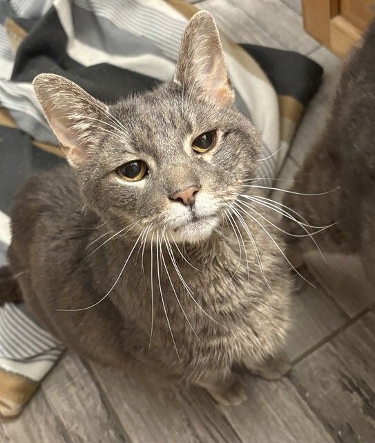 HSCCMaryland's tweet image. 🐱 Last Week!
Adoption fees are waived for all foster cats &amp;amp; kittens through Nov 15! 💛
Email hsccfosterteam@gmail.com
 to meet your match!
🌐 hscarroll.org/adoption

#HSCC #AdoptDontShop #RescueCats #FosterCats