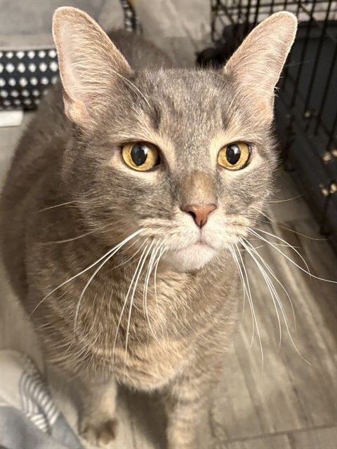 HSCCMaryland's tweet image. 🐱 Last Week!
Adoption fees are waived for all foster cats &amp;amp; kittens through Nov 15! 💛
Email hsccfosterteam@gmail.com
 to meet your match!
🌐 hscarroll.org/adoption

#HSCC #AdoptDontShop #RescueCats #FosterCats