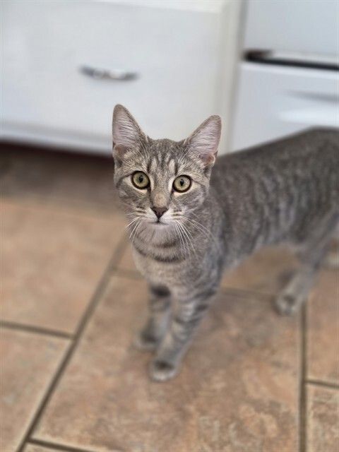 HSCCMaryland's tweet image. 🐱 Last Week!
Adoption fees are waived for all foster cats &amp;amp; kittens through Nov 15! 💛
Email hsccfosterteam@gmail.com
 to meet your match!
🌐 hscarroll.org/adoption

#HSCC #AdoptDontShop #RescueCats #FosterCats