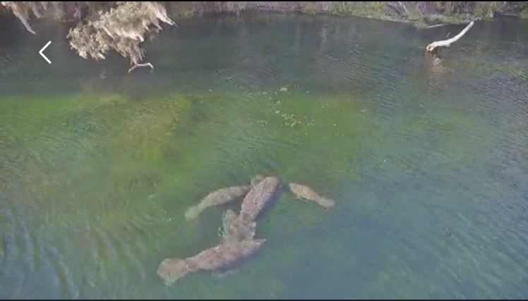 Our above water webcam at Blue Spring in conjunction with explore.org is now live again for you to watch on ManaTV.org and our YouTube channel.

Our team is working hard this week to install all the other cameras and make them live again so stay tuned!