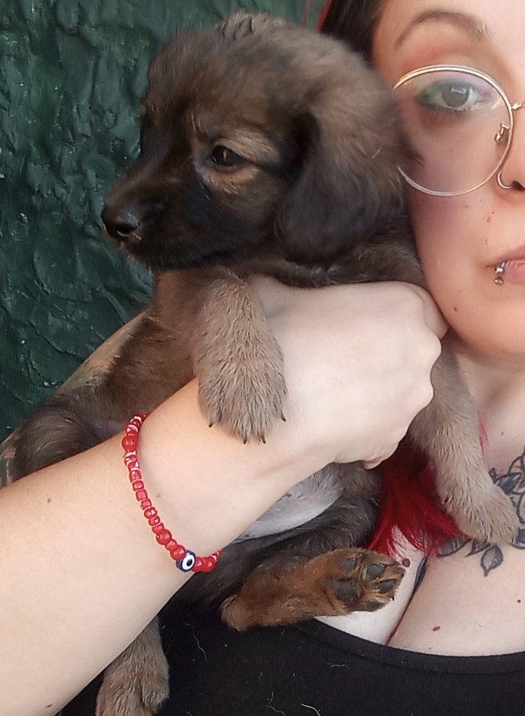 AndyBloom79's tweet image. Hace casi un año, así yo rescataba a mi Venus. 
Tan lindos ❤️