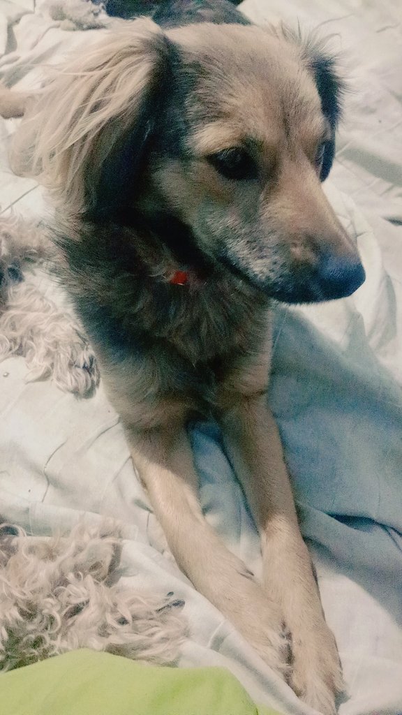 AndyBloom79's tweet image. Hace casi un año, así yo rescataba a mi Venus. 
Tan lindos ❤️