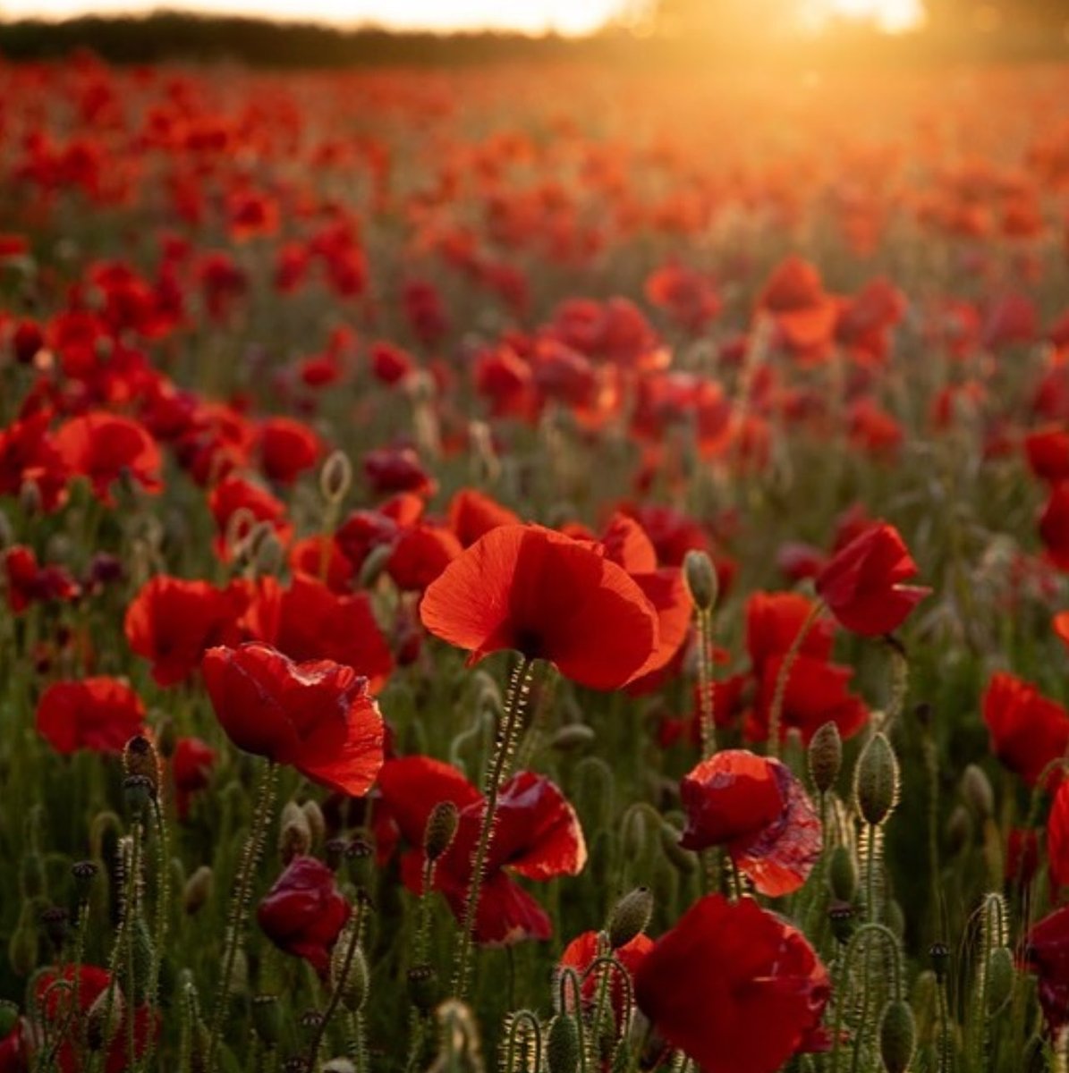 Scarlett Butler tweet media