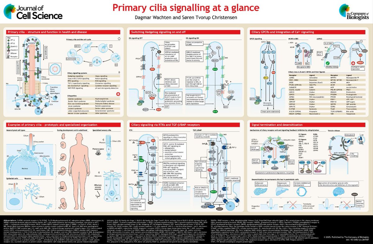 J_Cell_Sci's tweet image. In their Cell Science at a Glance article, Dagmar Wachten &amp;amp; Søren Tvorup Christensen @t_soren explore the primary cilium as a master regulator of cellular communication that integrates diverse signalling pathways in development &amp;amp; homeostasis.
#JCSciliaSI
journals.biologists.com/jcs/article/13…