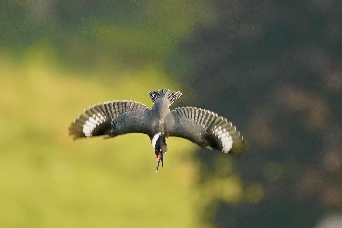 pafishandboat's tweet photo. The next time you’re on the water , don’t forget to look up!

Here are some tips to enhance your birdwatching experience when you’re on the water:

For more tips:  https://t.co/kV7VSNWxFQ https://t.co/80AIpQQglH