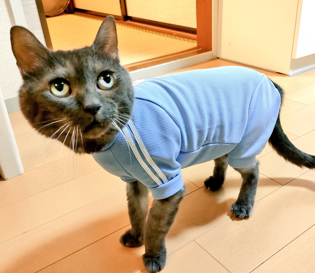 gosming1111's tweet photo. 計らずもoasisﾌｧﾝﾈｺﾁｬﾝにされてたうちのｶﾜｲｲﾈｺﾁｬﾝ。
頭にﾀﾝﾊﾞﾘﾝとﾏﾗｶｽ乗せたかったな〜むりだろな〜
#oasis https://t.co/JDdx9iby5k