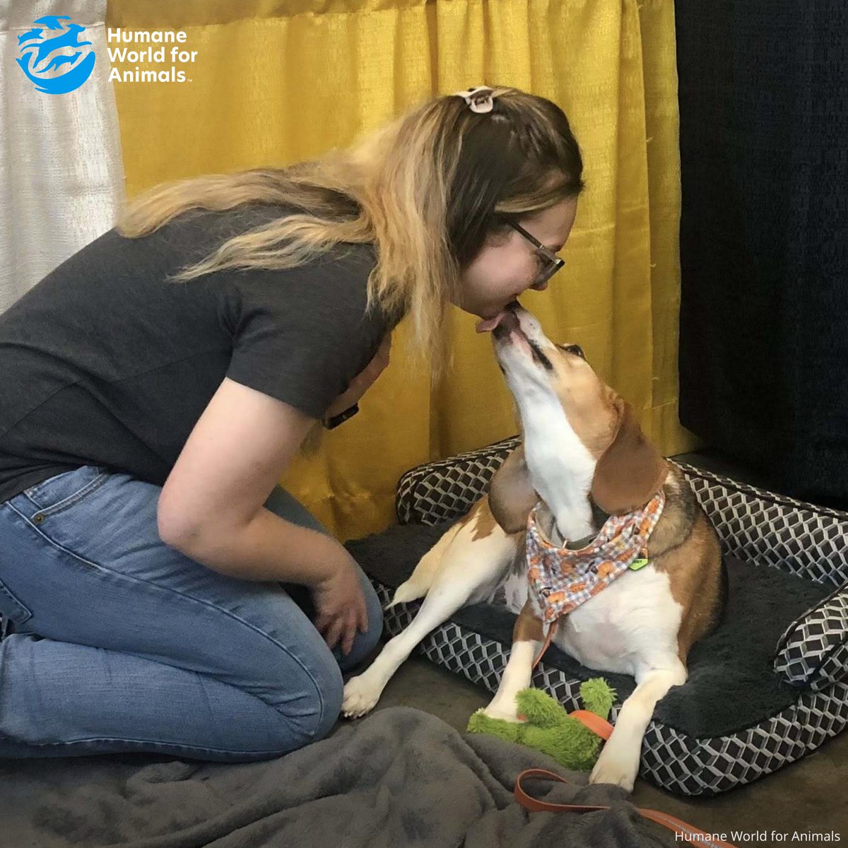 humaneworldeat's tweet photo. There is nothing like a beagle kiss! 💋

Thanks to the @humaneworldorg volunteers &amp; pups (rescued from Envigo’s Virginia lab breeding facility) who helped educate people about PA’s Beagle Bill at the Pittsburgh Pet Expo! 🐶

If you live in PA, take action: https://t.co/RojrdugMKV https://t.co/NWO6pwIUl6
