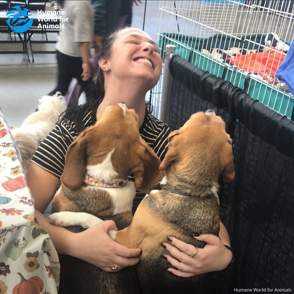 humaneworldeat's tweet photo. There is nothing like a beagle kiss! 💋

Thanks to the @humaneworldorg volunteers &amp; pups (rescued from Envigo’s Virginia lab breeding facility) who helped educate people about PA’s Beagle Bill at the Pittsburgh Pet Expo! 🐶

If you live in PA, take action: https://t.co/RojrdugMKV https://t.co/NWO6pwIUl6