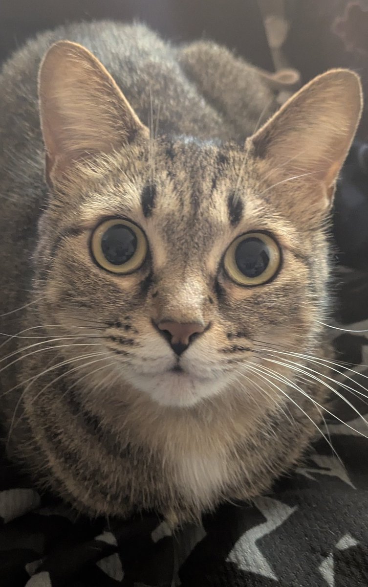 ねこ としXX😷🎌 on X