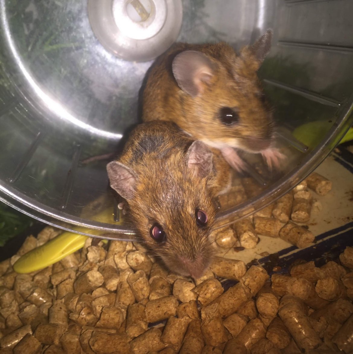 Feliz Catus tweet media