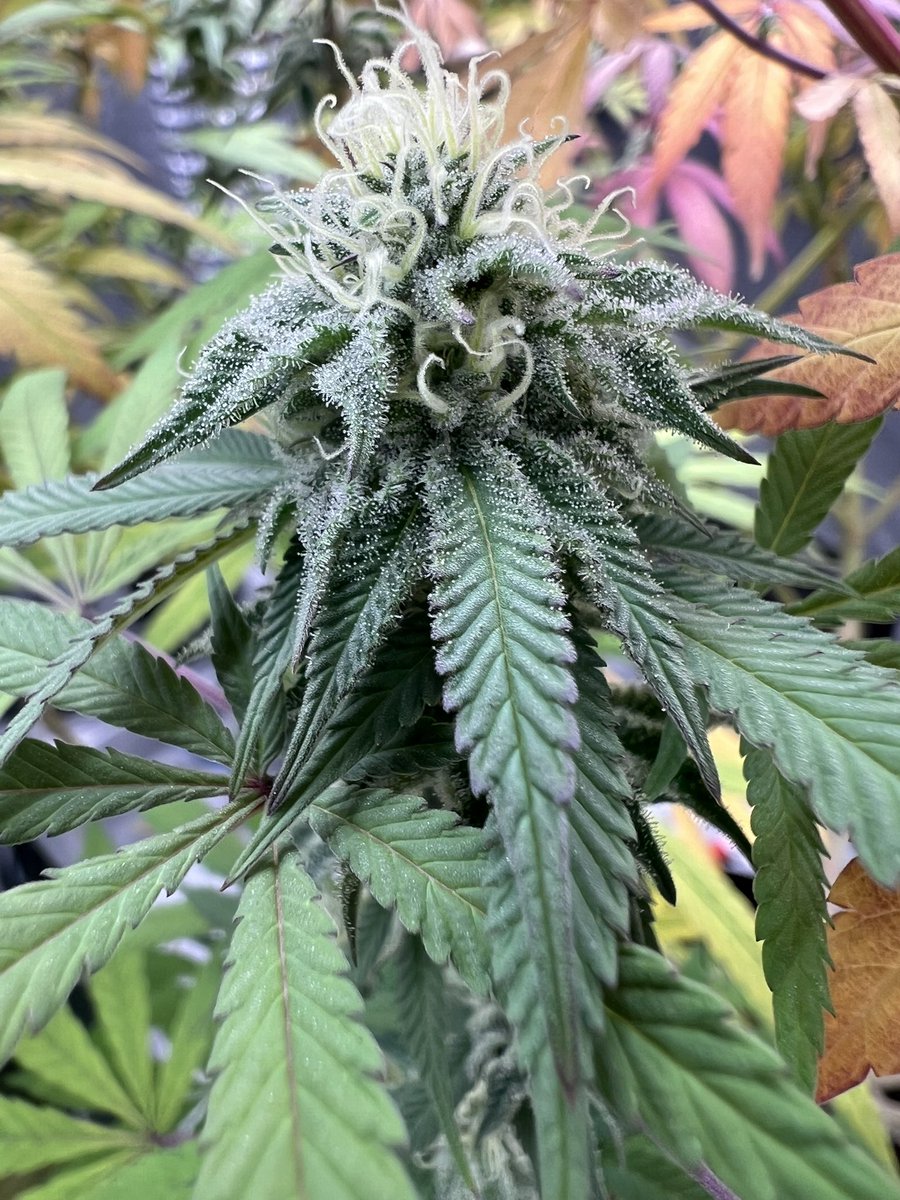 GrowJunky's tweet photo. Stacking those trichomes…🫶🏻🍃

#CannabisCommunity #cannabisgrow #cannabisgrowers #cannabis #cannabisculture #cannabiscultivation https://t.co/kVDhQUJT5d