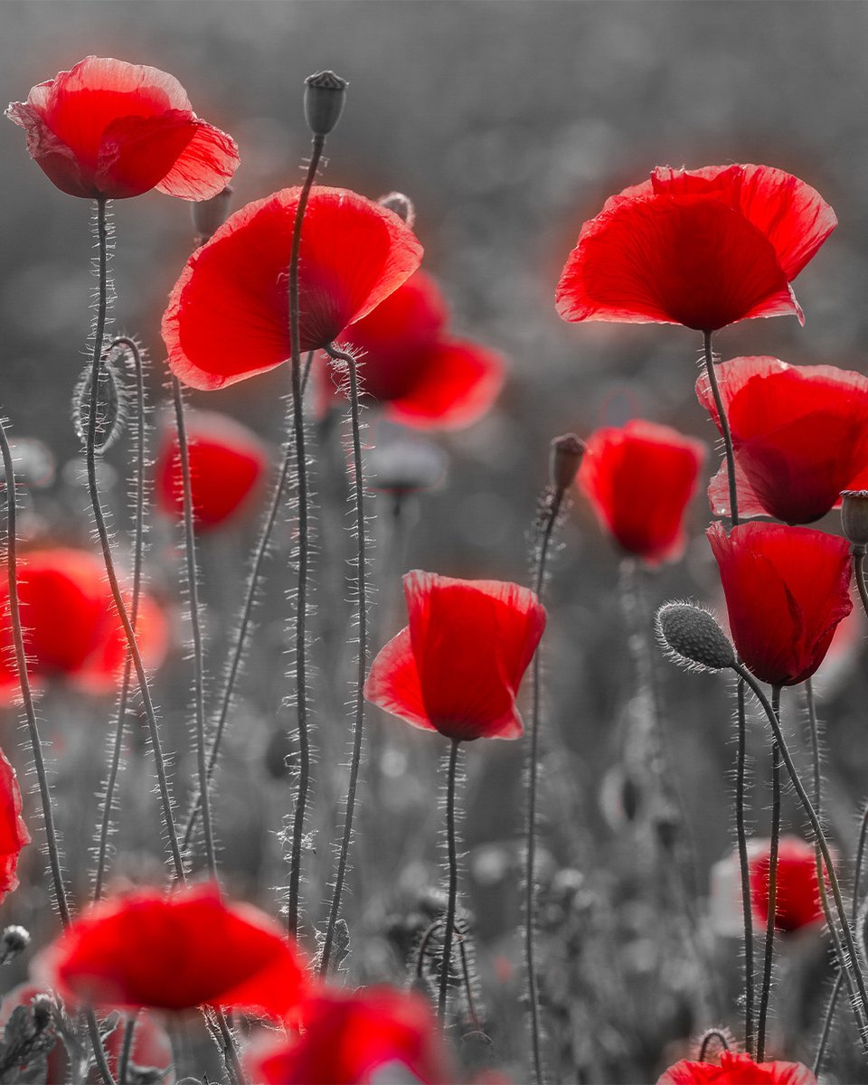 AdamaEast's tweet photo. Today, we take a moment to remember those who served and sacrificed for our country. #lestweforget https://t.co/1FpE7cJV3a