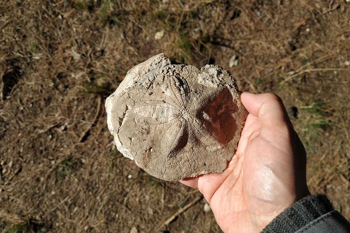 EarthArchivesHQ's tweet image. Fossils from 514-million-year-old reefs reveal that ancient marine ecosystems didn’t follow modern rules — currents, not coral-like structures, shaped early ocean life.

leravi.org/scientists-rev…

#fossils #paleontology