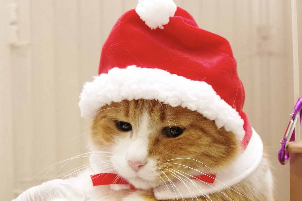 ←マッチングアプリで会う約束した猫

→実際に来た猫