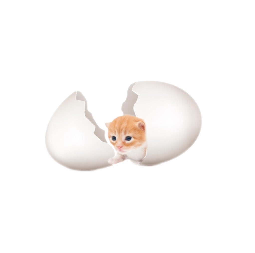 higary__'s tweet image. 🥚