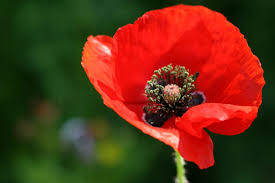 Today, we remember the brave who fought, the loved ones who waited, and the fallen who never returned.
Lest we forget.