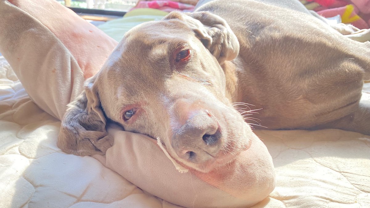 10年以上私を守ってくれた立派な専属警備員の余生なので私としましても働きに見合う素晴らしい余生と穏やかで楽しい気持ちでゴールを迎えられるよう日々努力しているところで、ちょっと色々と手が回らない〜😇