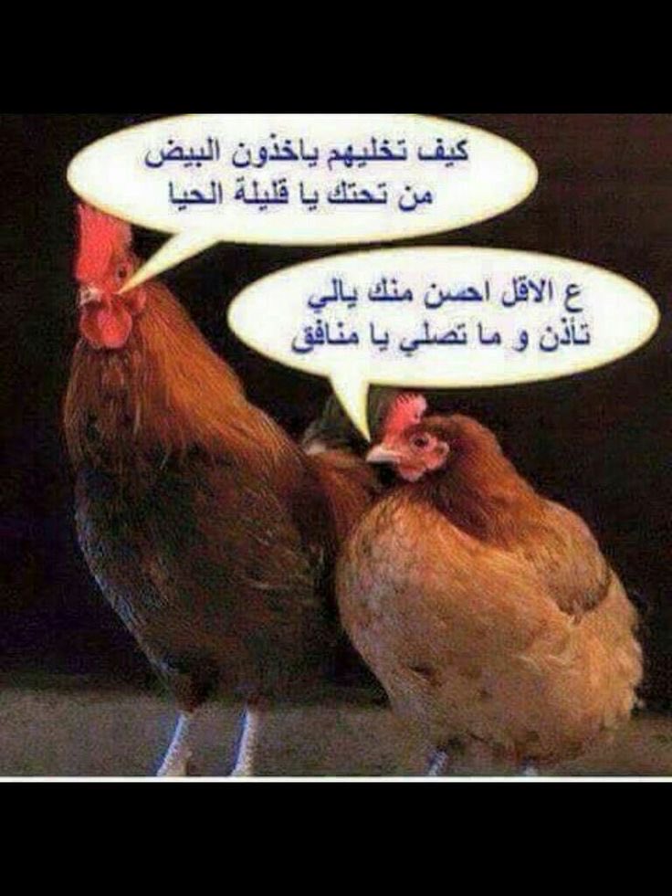 ليلى DJ tweet media